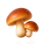 Two brown wild mushrooms on a transparent background.